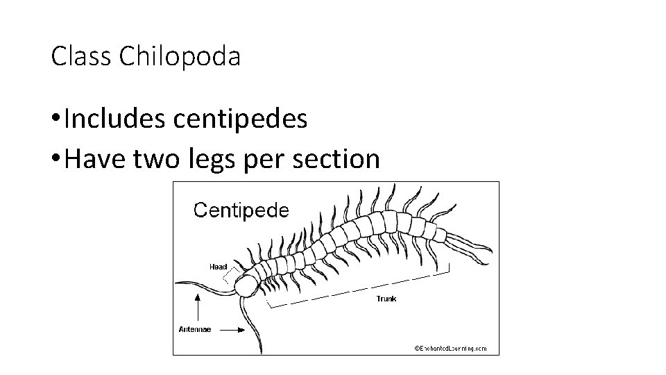 Class Chilopoda • Includes centipedes • Have two legs per section 