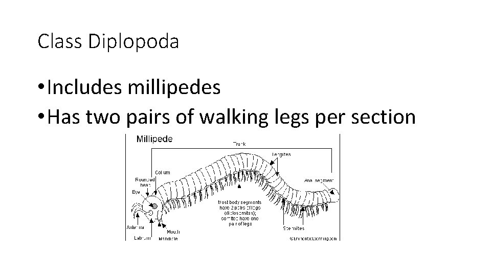 Class Diplopoda • Includes millipedes • Has two pairs of walking legs per section