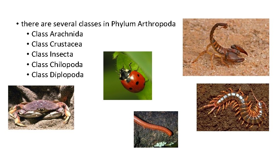  • there are several classes in Phylum Arthropoda • Class Arachnida • Class