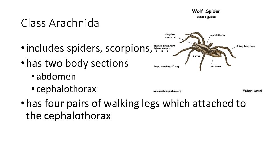 Class Arachnida • includes spiders, scorpions, . . . • has two body sections