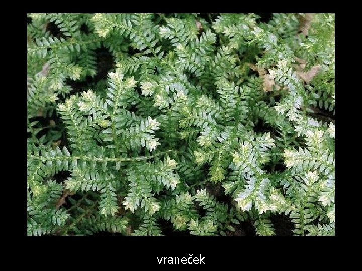 vraneček 