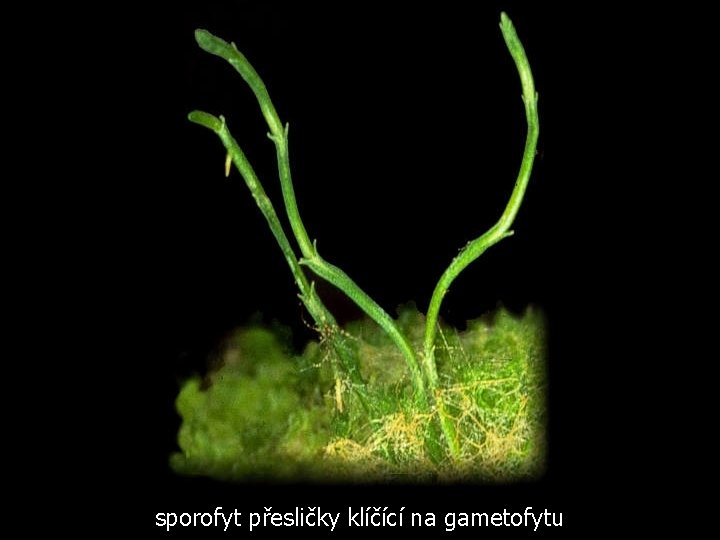 sporofyt přesličky klíčící na gametofytu 
