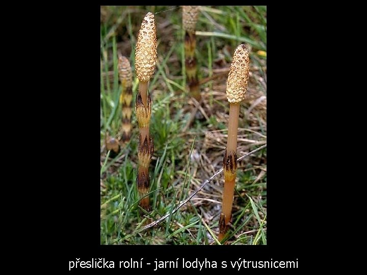 přeslička rolní - jarní lodyha s výtrusnicemi 