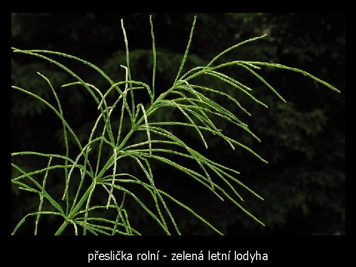 přeslička rolní - zelená letní lodyha 