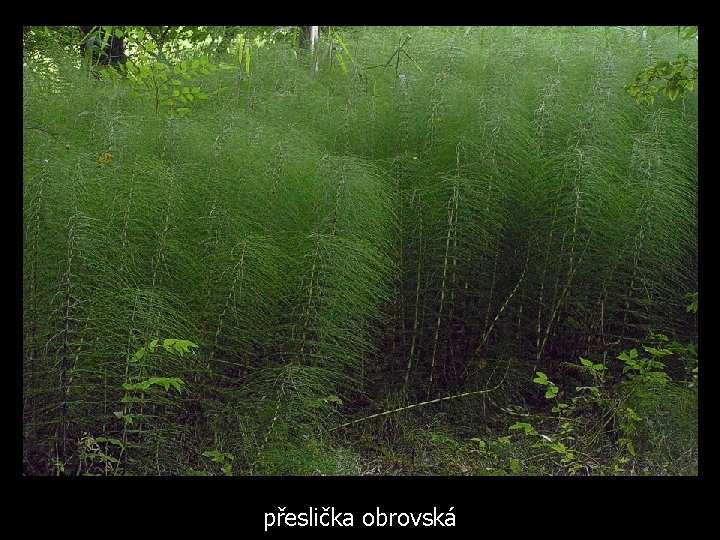 přeslička obrovská 