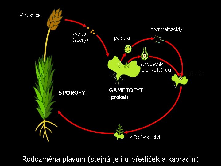 výtrusnice výtrusy (spory) spermatozoidy pelatka zárodečník s b. vaječnou SPOROFYT zygota GAMETOFYT (prokel) klíčící