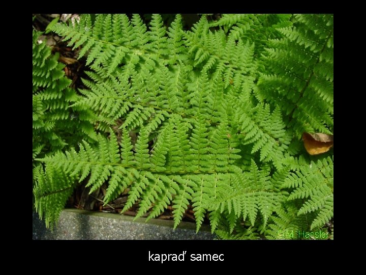 kapraď samec 