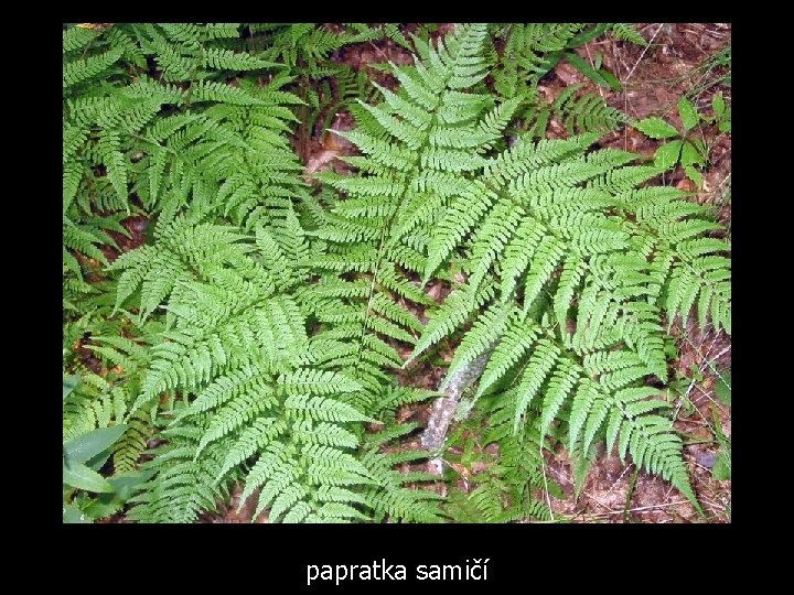 papratka samičí 
