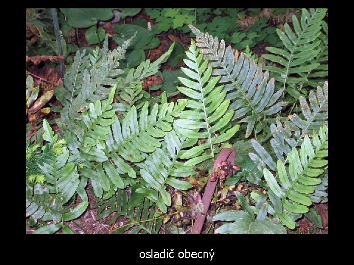 osladič obecný 