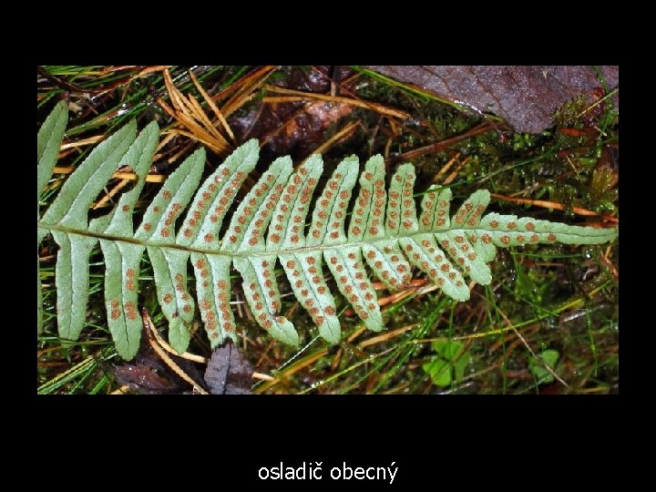 osladič obecný 