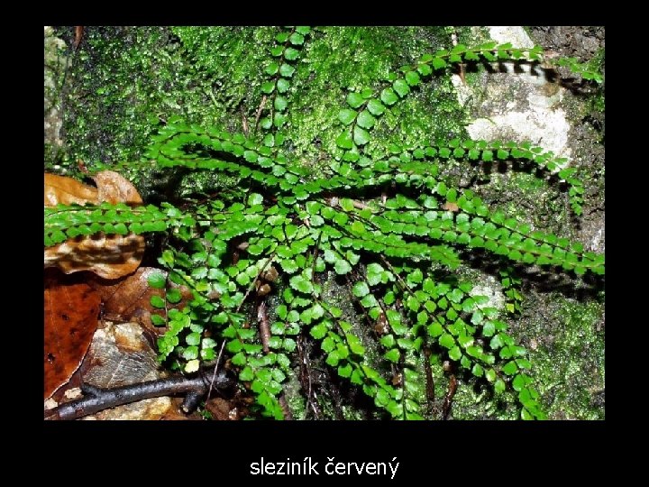 sleziník červený 
