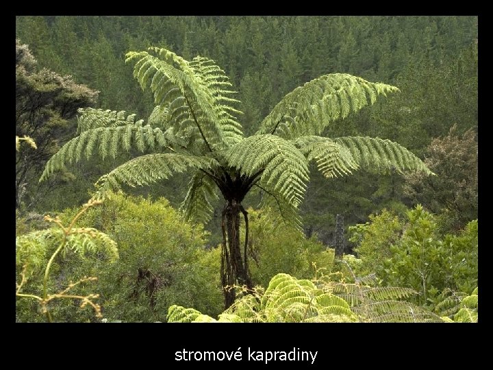 stromové kapradiny 