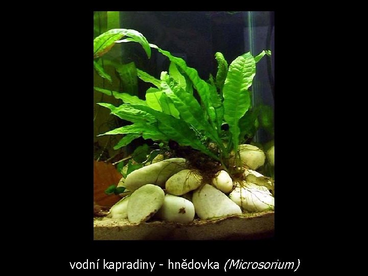 vodní kapradiny - hnědovka (Microsorium) 