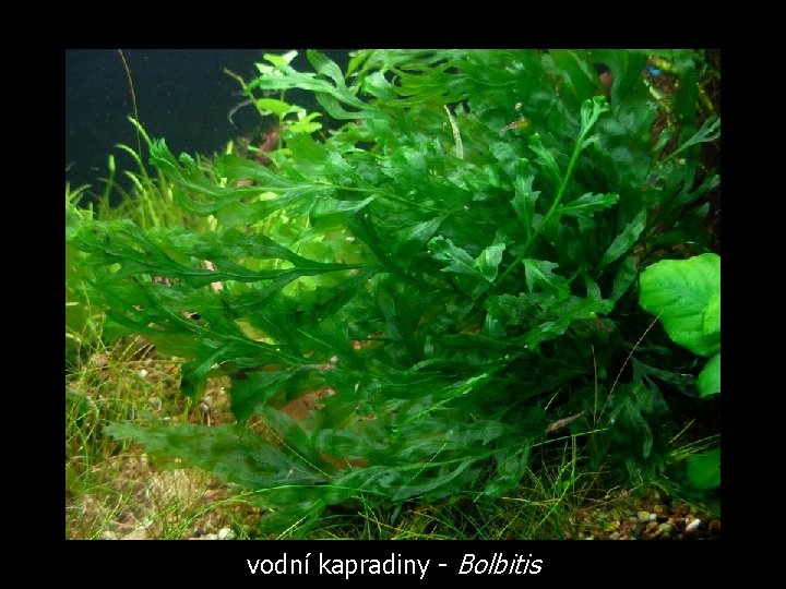 vodní kapradiny - Bolbitis 