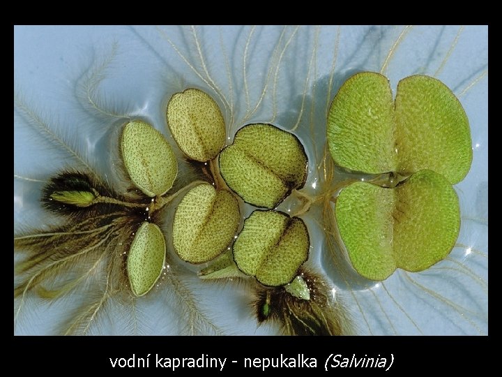 vodní kapradiny - nepukalka (Salvinia) 