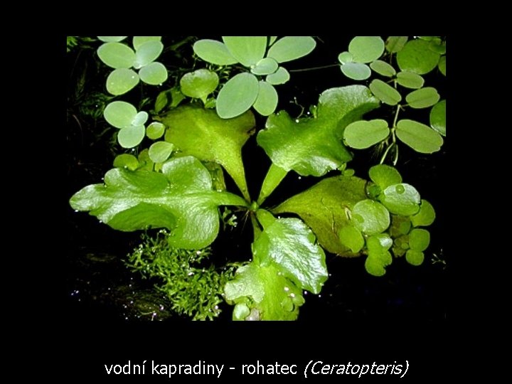 vodní kapradiny - rohatec (Ceratopteris) 