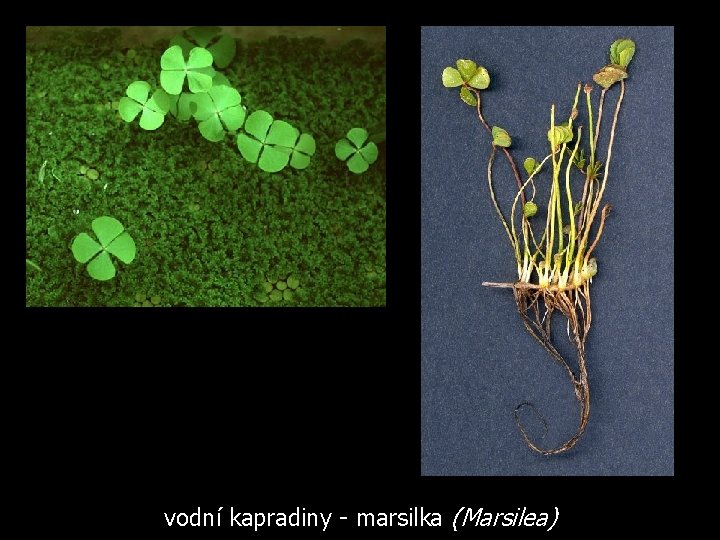 vodní kapradiny - marsilka (Marsilea) 