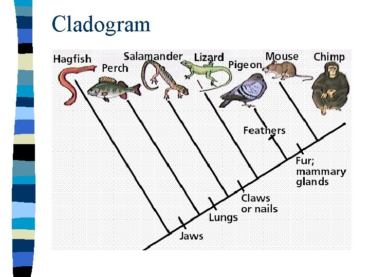 Cladogram 