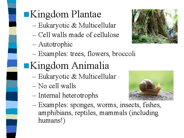 n Kingdom Plantae – Eukaryotic & Multicellular – Cell walls made of cellulose –