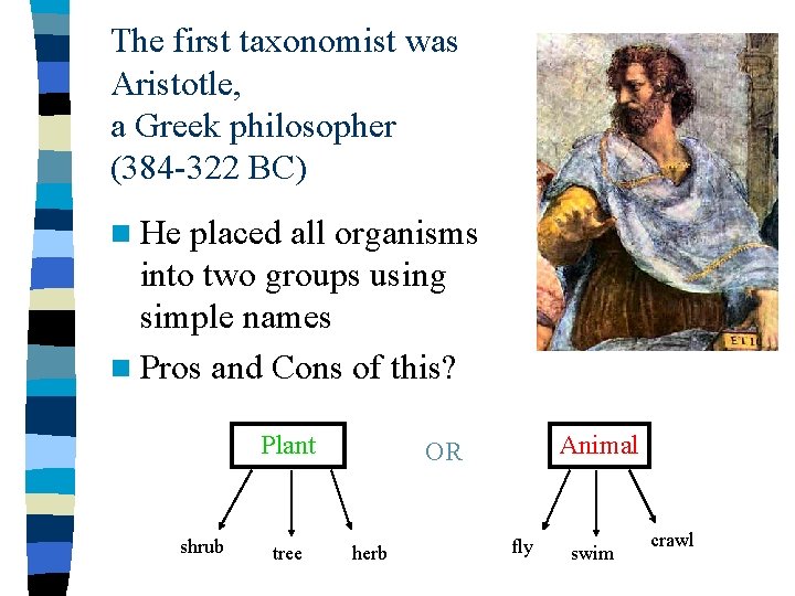 The first taxonomist was Aristotle, a Greek philosopher (384 -322 BC) n He placed