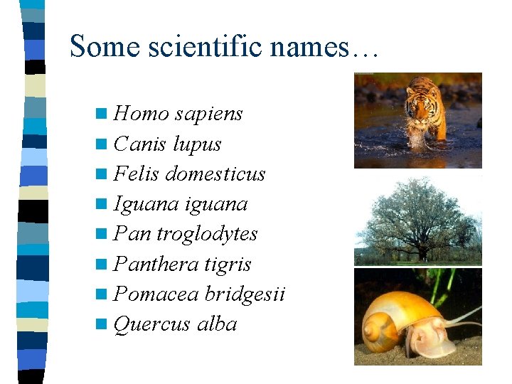 Some scientific names… n Homo sapiens n Canis lupus n Felis domesticus n Iguana