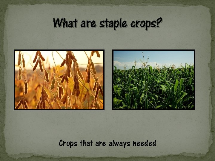 What are staple crops? Crops that are always needed 