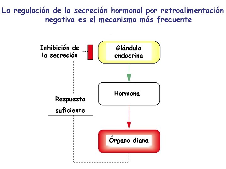 La regulación de la secreción hormonal por retroalimentación negativa es el mecanismo más frecuente