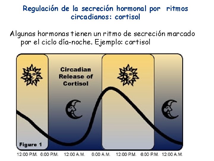 Regulación de la secreción hormonal por ritmos circadianos: cortisol Algunas hormonas tienen un ritmo