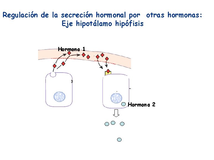 Regulación de la secreción hormonal por otras hormonas: Eje hipotálamo hipófisis Hormona 1 Hormona