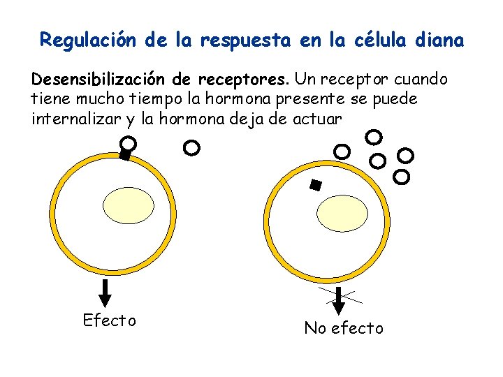 Regulación de la respuesta en la célula diana Desensibilización de receptores. Un receptor cuando