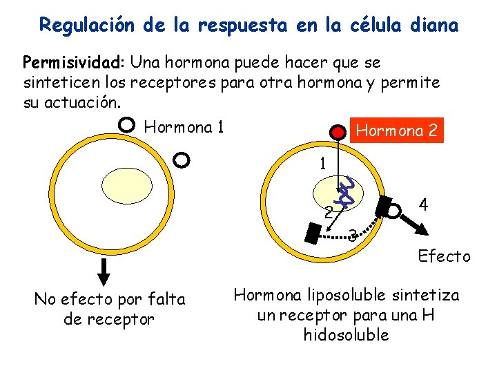Regulación de la respuesta en la célula diana Permisividad: Una hormona puede hacer que