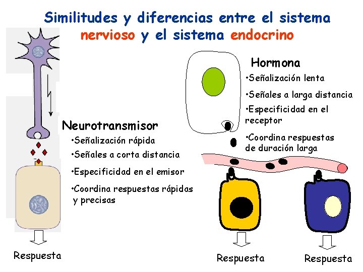 Similitudes y diferencias entre el sistema nervioso y el sistema endocrino Hormona • Señalización