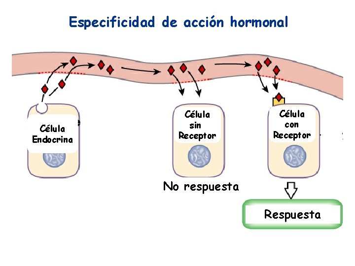 Especificidad de acción hormonal Célula Endocrina Célula sin Receptor Célula con Receptor No respuesta