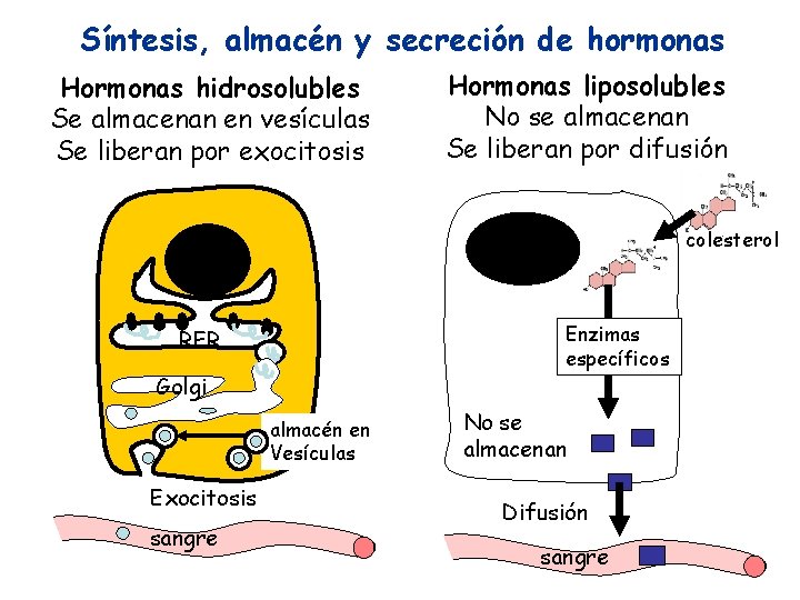 Síntesis, almacén y secreción de hormonas Hormonas hidrosolubles Se almacenan en vesículas Se liberan