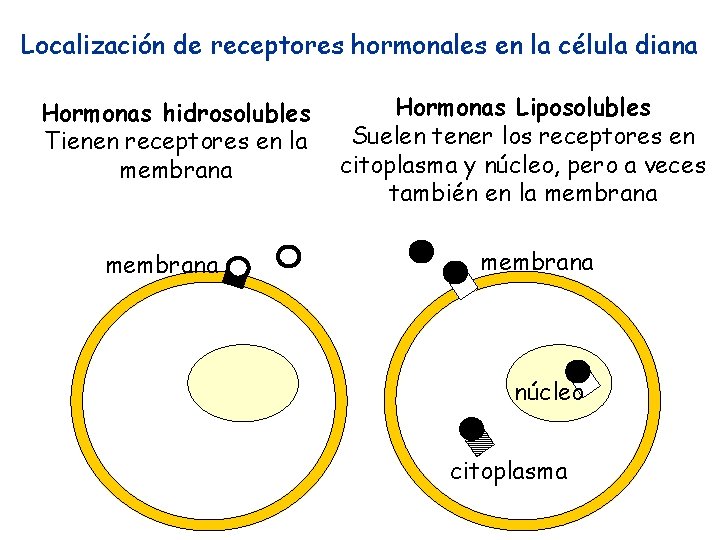 Localización de receptores hormonales en la célula diana Hormonas hidrosolubles Tienen receptores en la