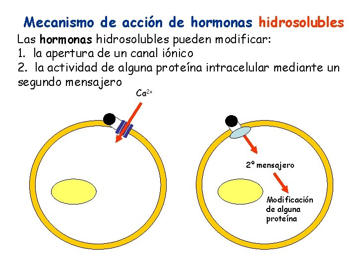 Mecanismo de acción de hormonas hidrosolubles Las hormonas hidrosolubles pueden modificar: 1. la apertura
