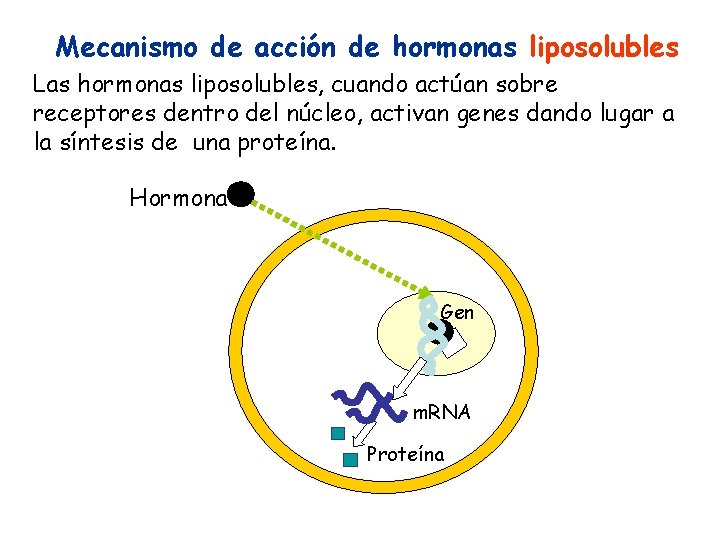 Mecanismo de acción de hormonas liposolubles Las hormonas liposolubles, cuando actúan sobre receptores dentro