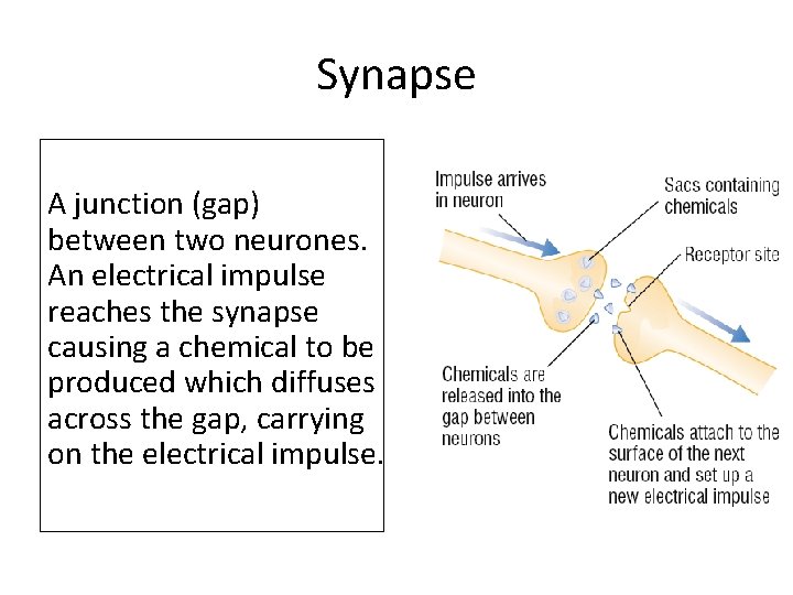 Synapse A junction (gap) between two neurones. An electrical impulse reaches the synapse causing