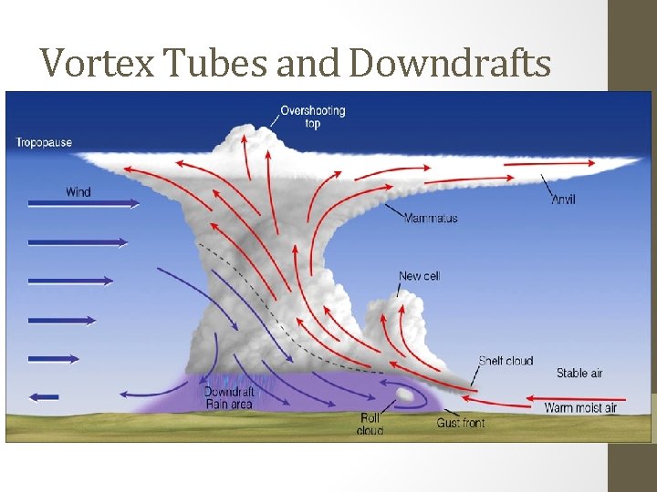 Vortex Tubes and Downdrafts • Tilting of vortex tubes by cumulus clouds can create