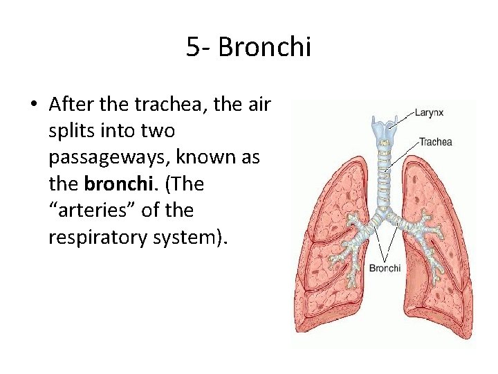 5 - Bronchi • After the trachea, the air splits into two passageways, known