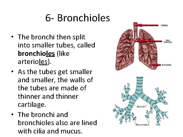 6 - Bronchioles • The bronchi then split into smaller tubes, called bronchioles (like