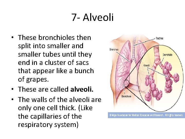 7 - Alveoli • These bronchioles then split into smaller and smaller tubes until
