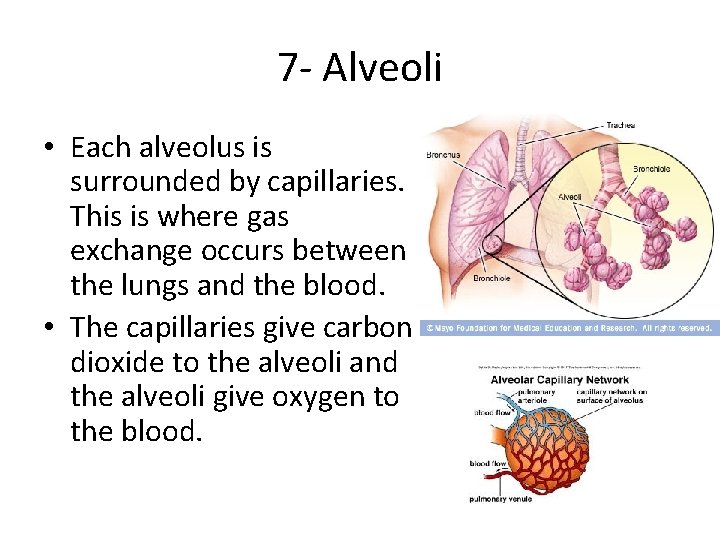 7 - Alveoli • Each alveolus is surrounded by capillaries. This is where gas