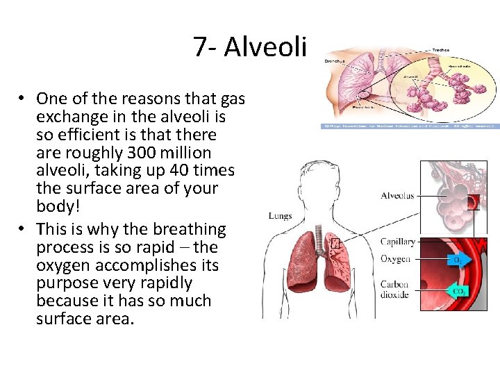 7 - Alveoli • One of the reasons that gas exchange in the alveoli