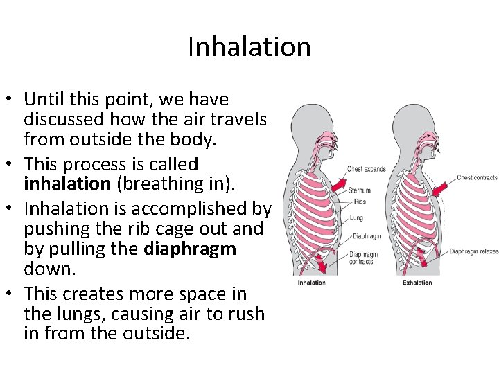 Inhalation • Until this point, we have discussed how the air travels from outside
