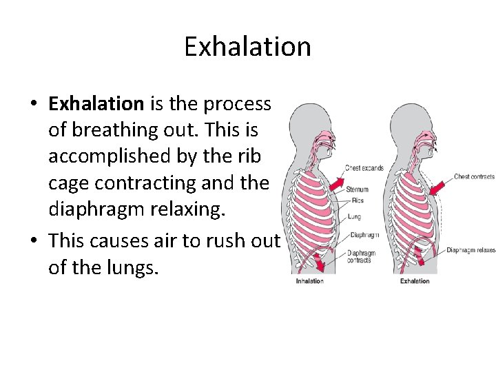 Exhalation • Exhalation is the process of breathing out. This is accomplished by the