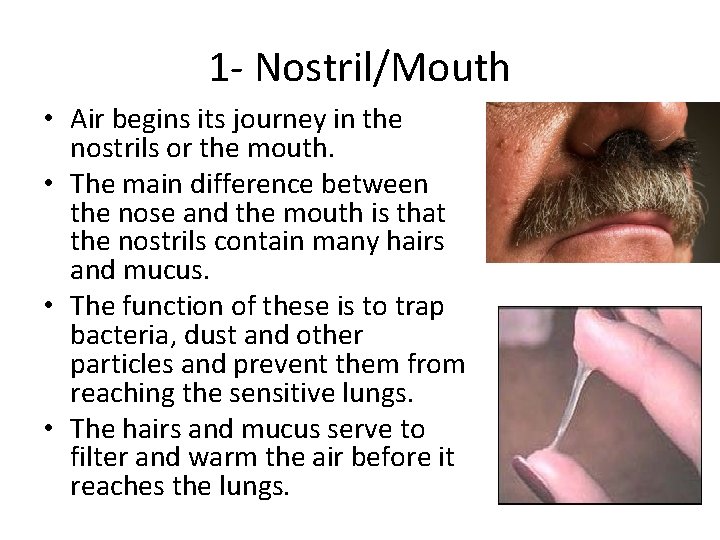 1 - Nostril/Mouth • Air begins its journey in the nostrils or the mouth.