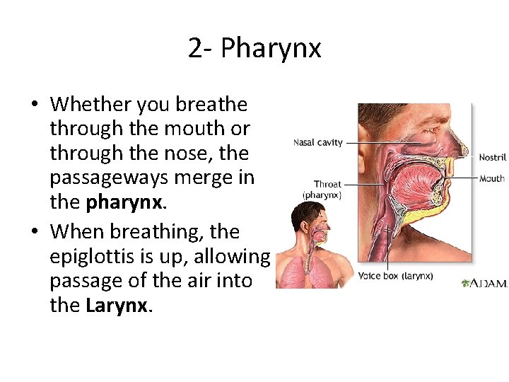 2 - Pharynx • Whether you breathe through the mouth or through the nose,