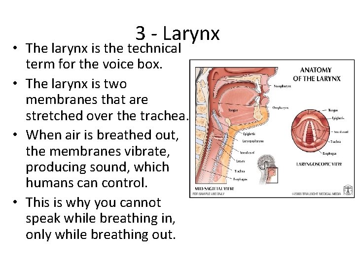 3 - Larynx • The larynx is the technical term for the voice box.