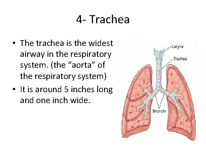 4 - Trachea • The trachea is the widest airway in the respiratory system.